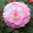 E. G. Waterhouse Variegated